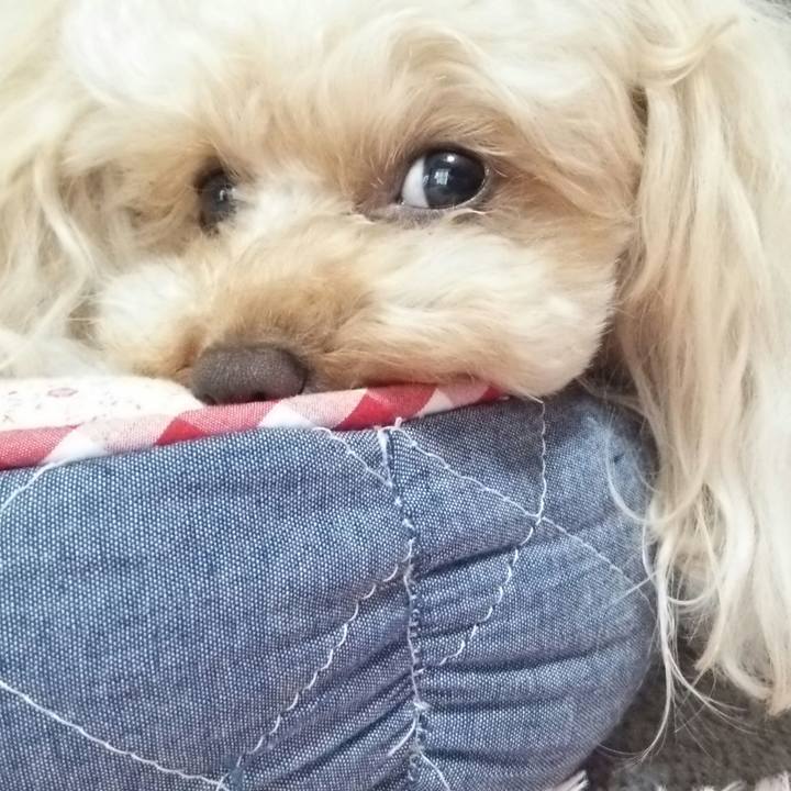 47a73aaa 5d90 4cfb bc77 e60e19d79f0d 1525952903394