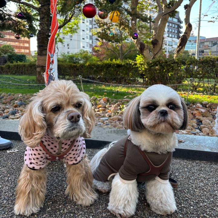 47ab172c 1c9e 4826 9036 4b90b8c8d90b 1763826434013