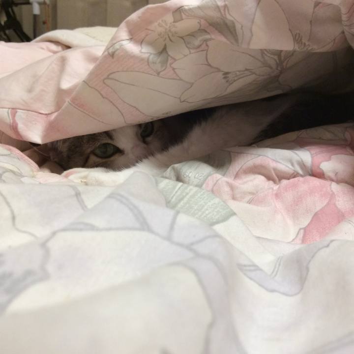 47ad0e8e f44b 4846 851f d7146f0ac24b 1765752443702