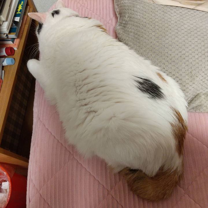 47af4e6a cb00 4cc3 8a4c 7e3e9d20045f 1640180851705