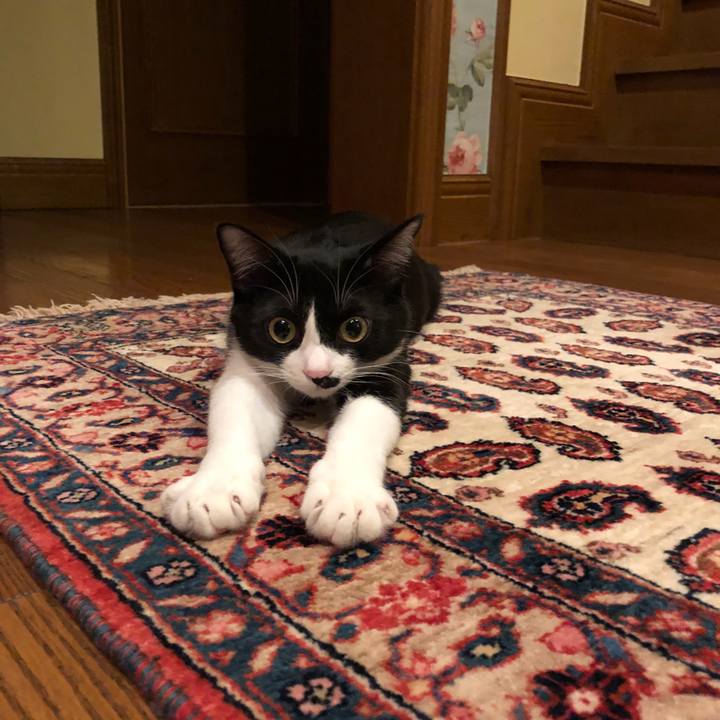 47b0c7a0 54a9 448f 8633 c1aebda3047e 1515645020535