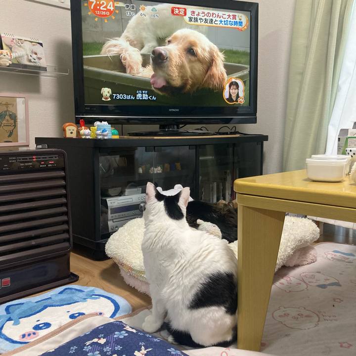 47b4ae2e 0920 4dde b18f 98f511cac7f6 1766701549347