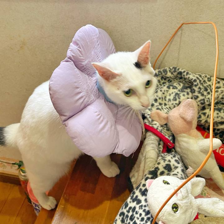 47b55cc3 8876 45dc a3e2 e4a44686b278 1759272645479