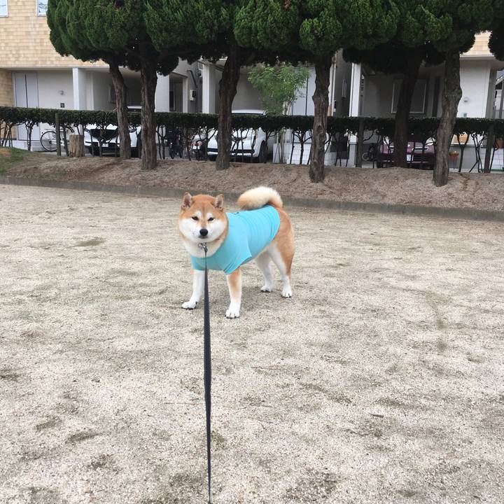 47ba1f0e c2b2 4406 a099 db7219e1f886 1540686985532