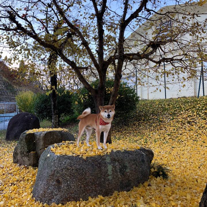 47bb0aaa 3d6f 4f2b 967c 5ec1aa0d3a92 1541749291978