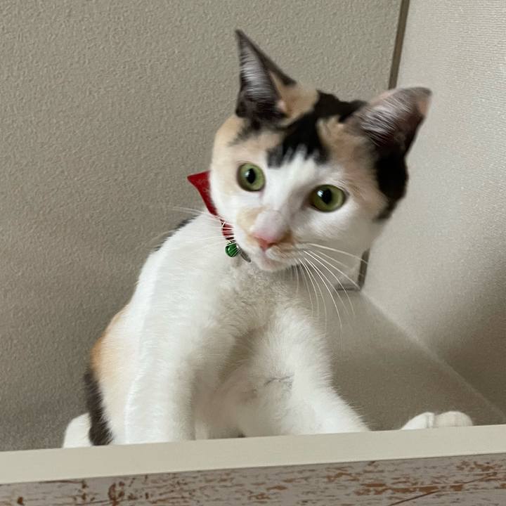 47c3b243 740f 4909 bd9f be696fe853ea 1702946659554