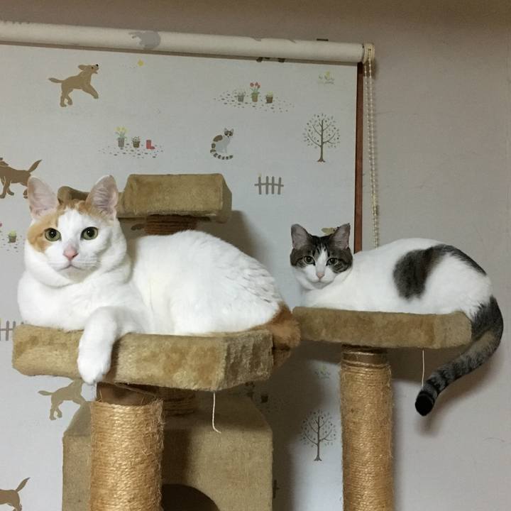 47c44a49 bf39 4aa5 96de cf3bcde66953 1544710693141