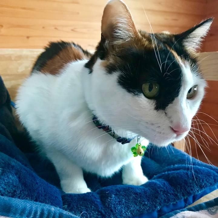 47c5c3cb 8540 4198 9cf1 b4b2f3f4a423 1547691948670