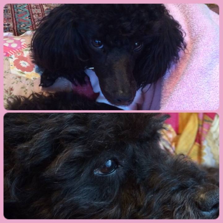 47c633e7 99d9 4cc0 a6f5 29d395423899 1516586979603