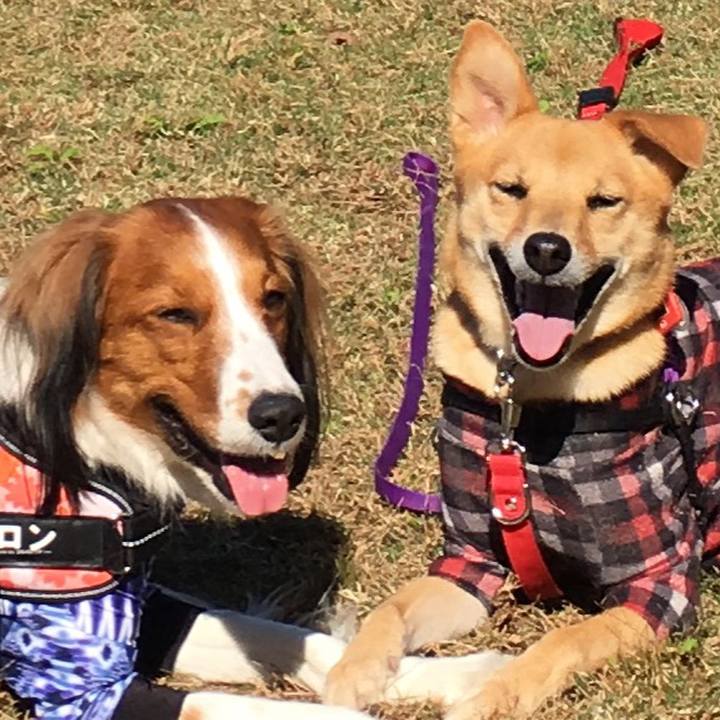 47c894e5 489f 4bf8 9c9c 912aa9f68a30 1541158349440