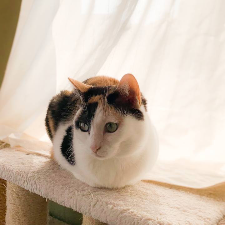 47cc4763 2b85 4bcd b49f 6df581589834 1586912024475