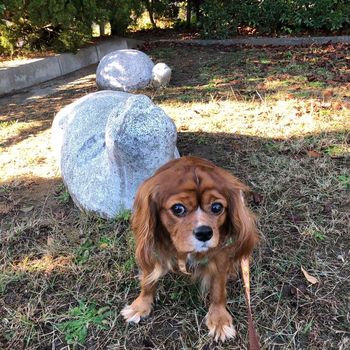 47cfc5ed b4c8 4b44 ae0f 7804f37700fa 1606170399016