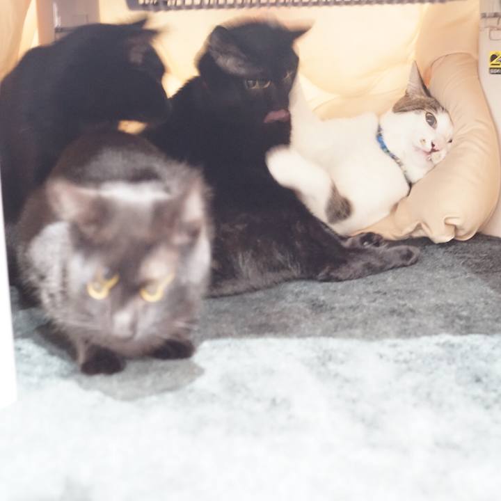 47d033fd 2d15 4952 bb2b 7dd41a4609d0 1523802558745