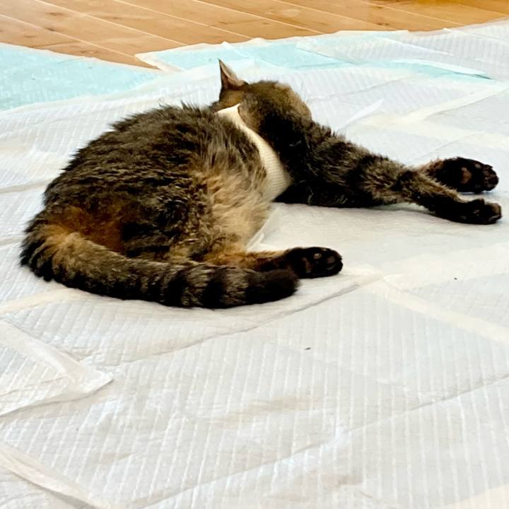 47d29ae1 ee19 4c09 80a3 4447f8d95604 1689131876919