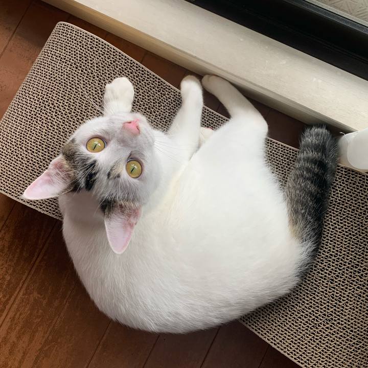 47d4010e d829 40ab a37e dfe67f5fe94b 1613170188016