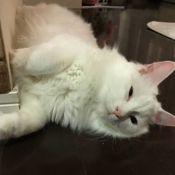 47d4f800 e8c5 449a 862e 8dd3776a78f3 1526300521623