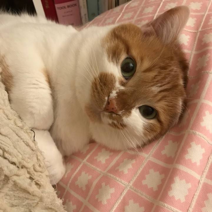 47d9db71 c970 43b0 8c4f d44b94ec9916 1521452629359