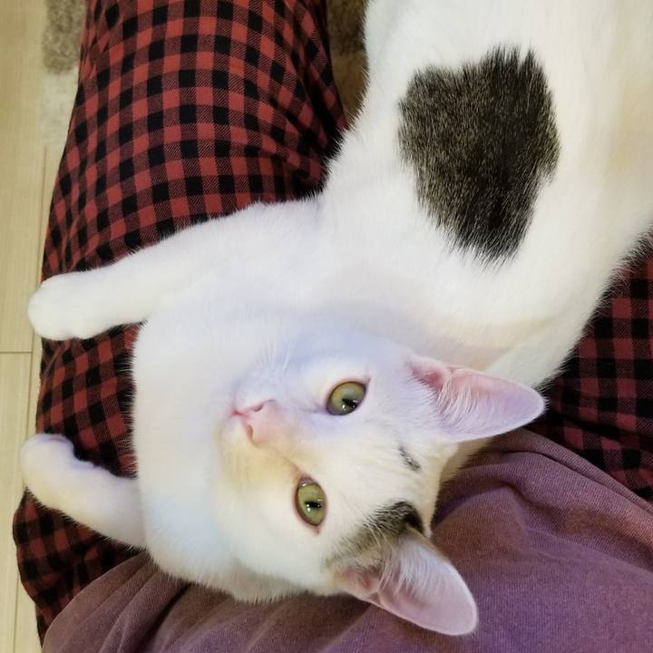 47dcb4d6 1d0e 4d24 8183 b208871a280c 1514475791793