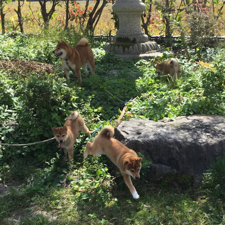 47df6fc6 37f9 4093 9eba b0fd96280d12 1507737758521