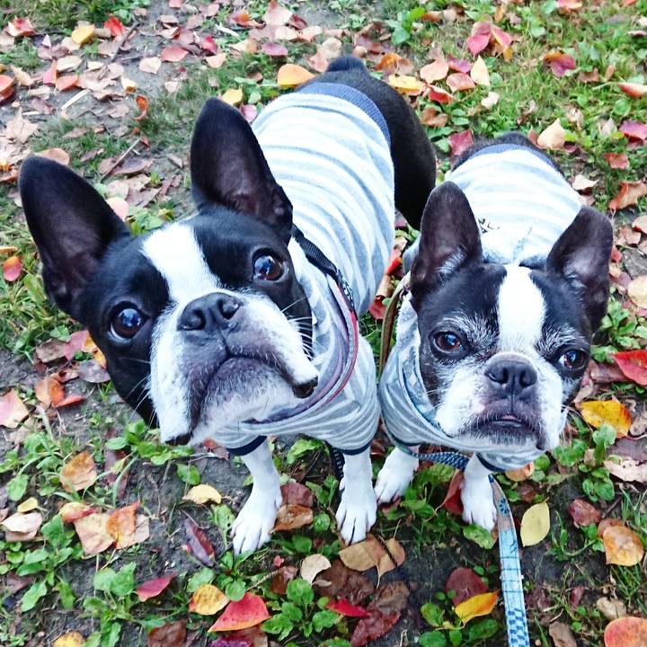 47e53226 c0d1 4687 aa91 818e3a197631 1542081411564