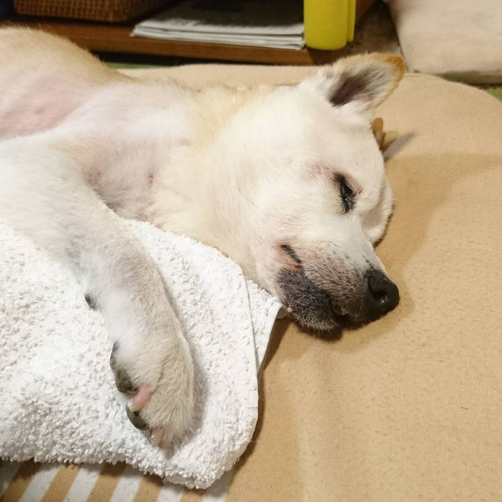 47e593e5 c2da 419a a6c3 f51793ebd4d2 1531649241243