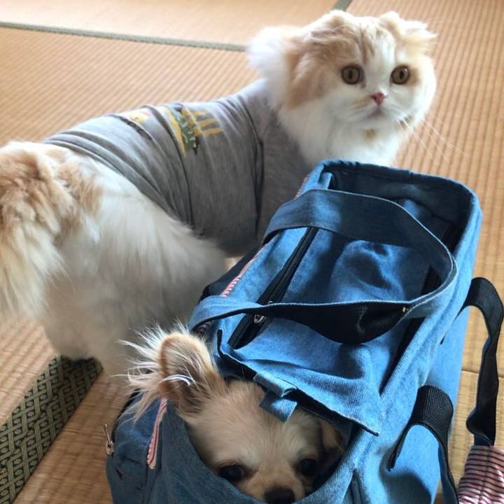 47e5dbf8 f72a 401a 80b7 b06de34d4e73 1552119597826