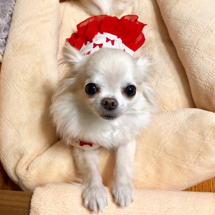 47e6cd6b 5e6c 403d 967f 787e7f4e4f26 1543461137906