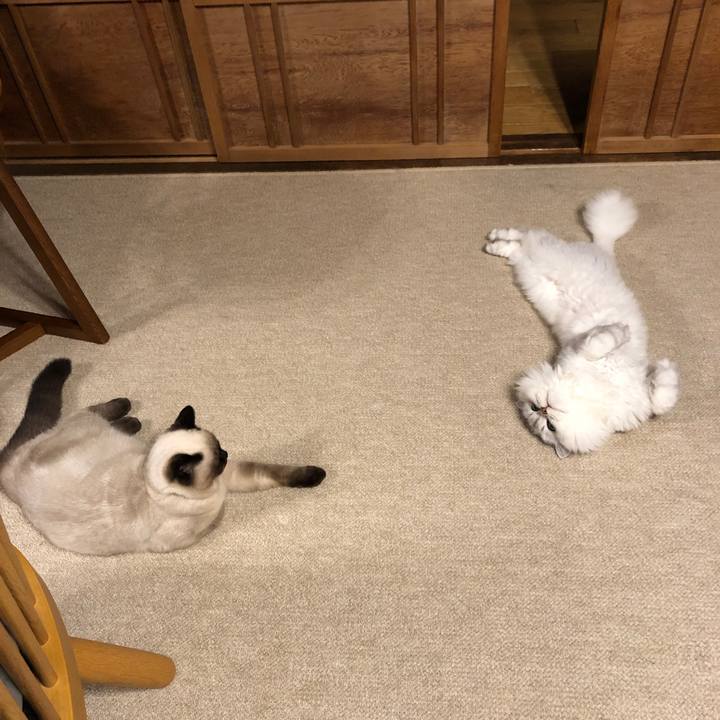 47e6f83e e3a7 44fa 9618 b5630265b7c5 1594031646052