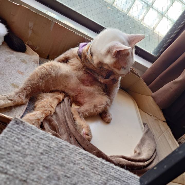 47ea293b 2398 4c52 81e9 405c290bb9ee 1772954955603