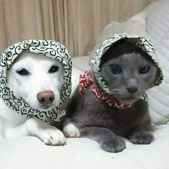 47ea50fa e3f7 476b ae29 6a68f799ac92 1536486671847