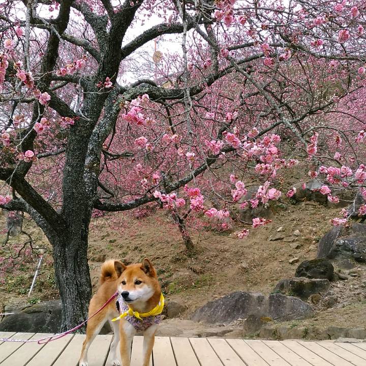 47f0401b ab0a 479b 943e 3855cdbcfa10 1519546225295