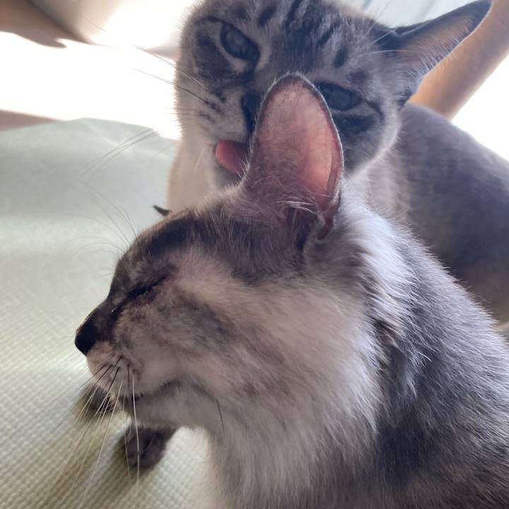 47f6a6da a85a 4905 be39 5a3752a5ae32 1714692683404