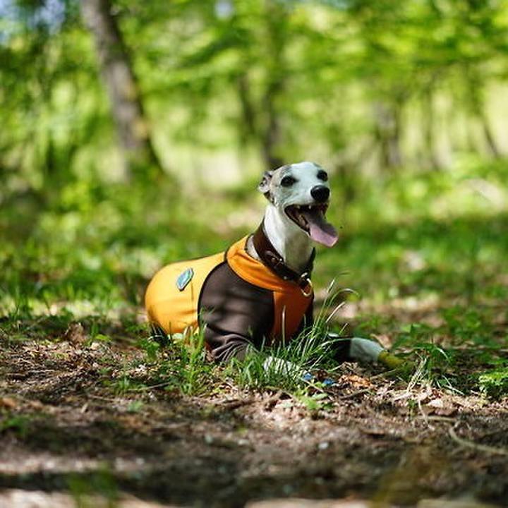 47f820ac 24fa 4d38 a2aa 36cb33e7dbf8 1529851932242