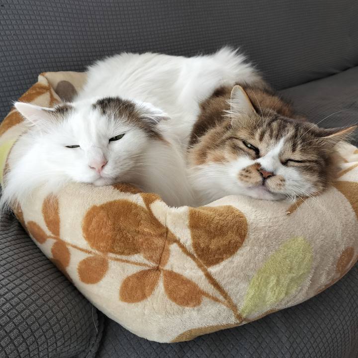 47f950e0 44ba 421c a46f f010a80291b8 1767352598677