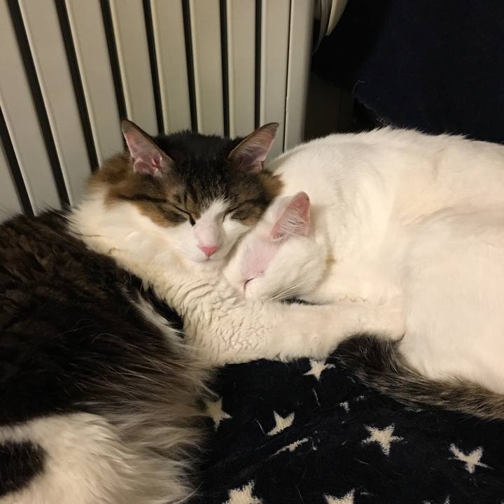 47fa0fda fab1 4cb5 ac7c b009f61ca915 1547635085060