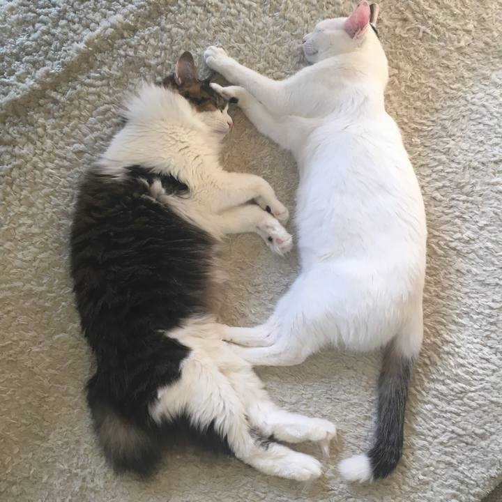 47fb0b63 4392 4ecd bb0e 457e08268ea2 1513903705011