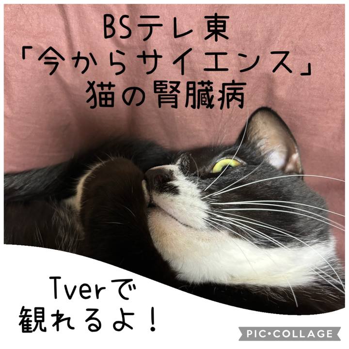 47fb268e a686 44f6 819c 9566b17a7239 1771537311248