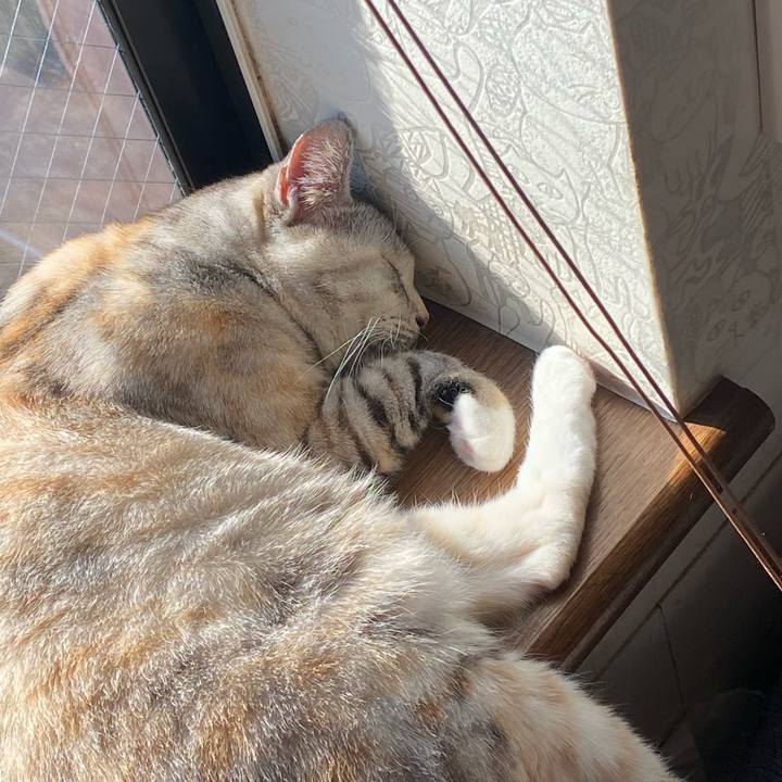 47fb9f66 c938 412f b6ef a5b73b9feade 1638235062900