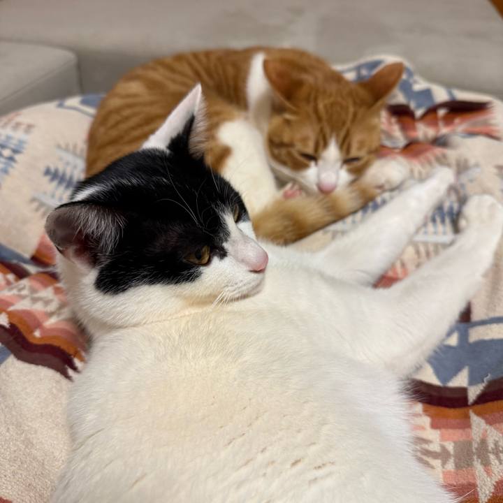 47fc6e3b cbb5 45a4 b1a0 b8e086846738 1771983799754