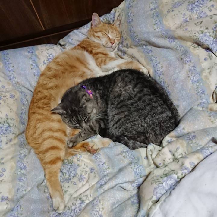 47fd478e 8ed4 404d 8a13 a88333f71dd0 1582549885261