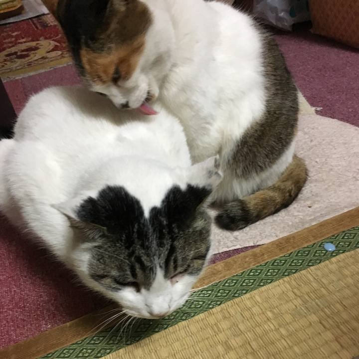 4800289d 2335 40fe 9afa aab04e03a9e4 1514764091612