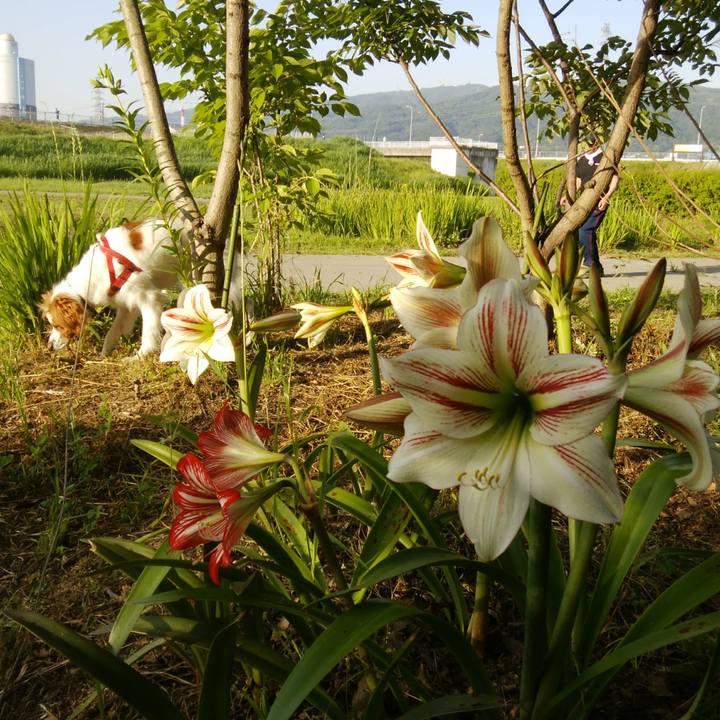 4801522e 49ff 4e96 a9b2 38926b8cad74 1527325746301