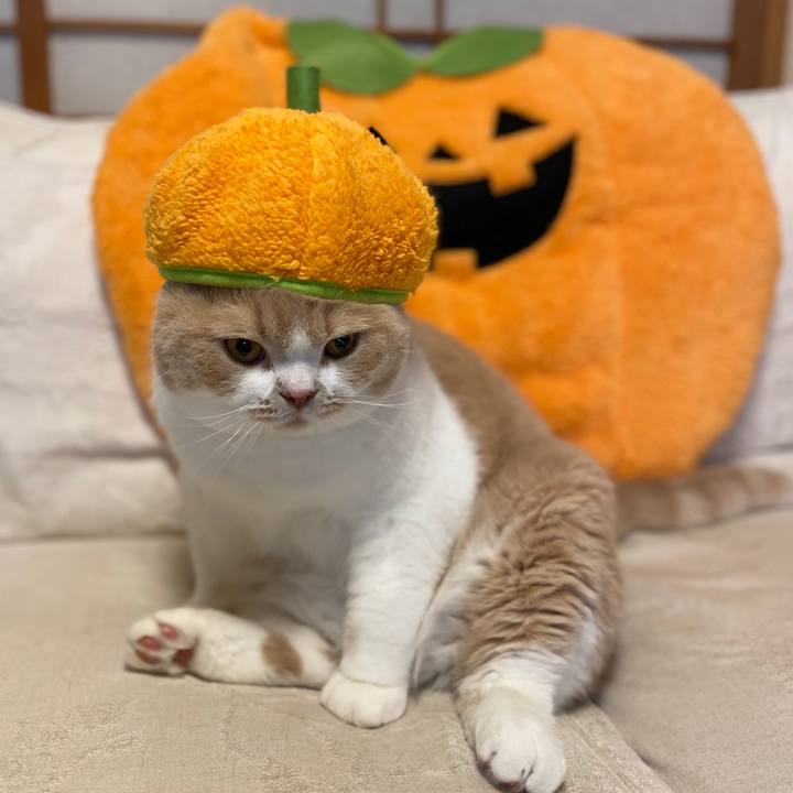 4801afaf b721 4fc1 a6d3 1e2b81f8abda 1603681324806