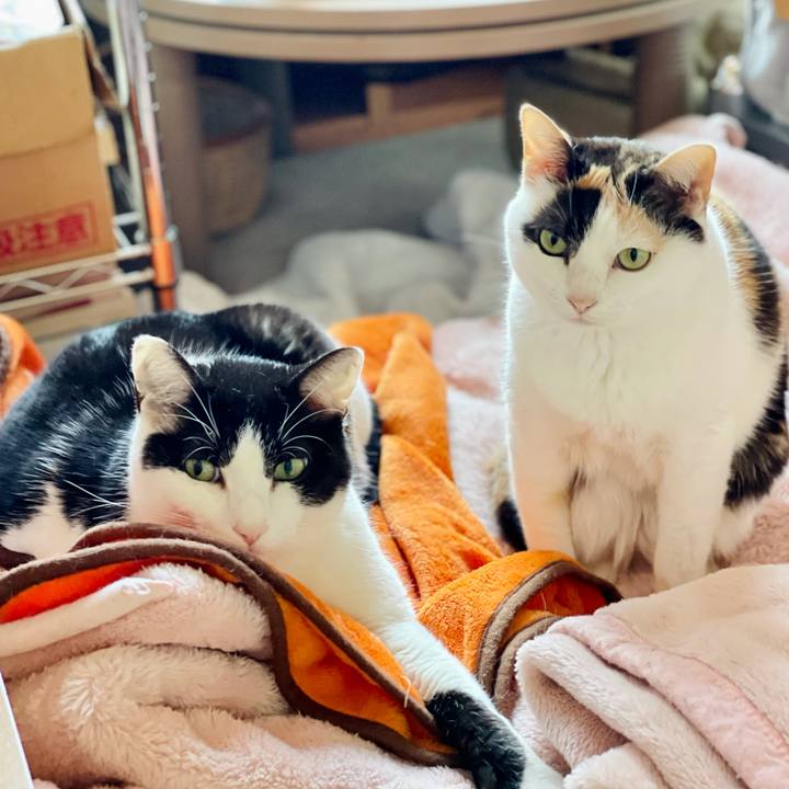 48020526 05b6 4f0b 9bef a8232ca041c2 1622772924216