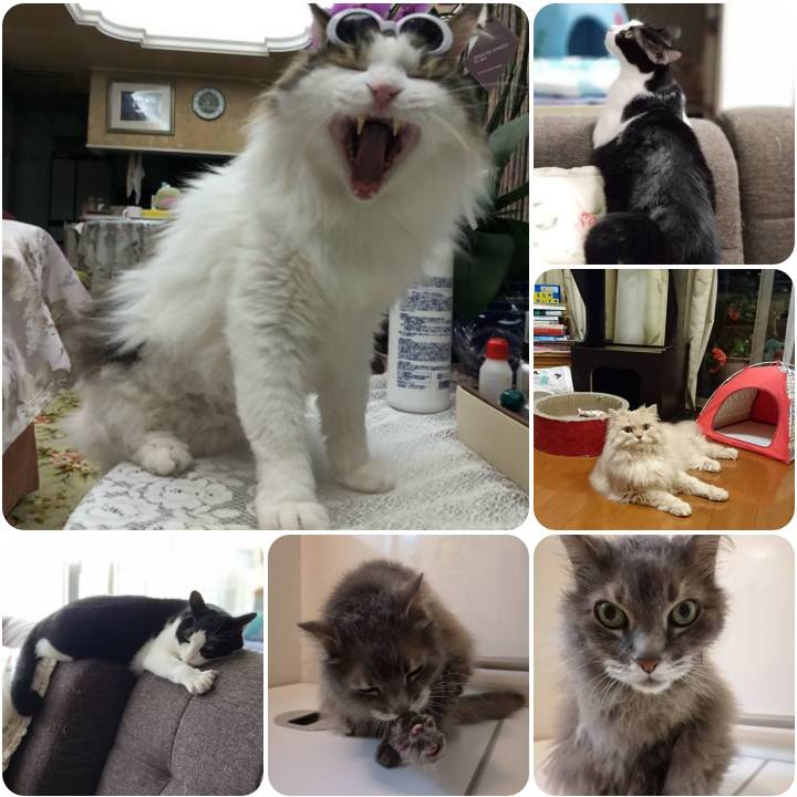 4803410e c382 42ac aac0 3e9c779918da 1558993912806