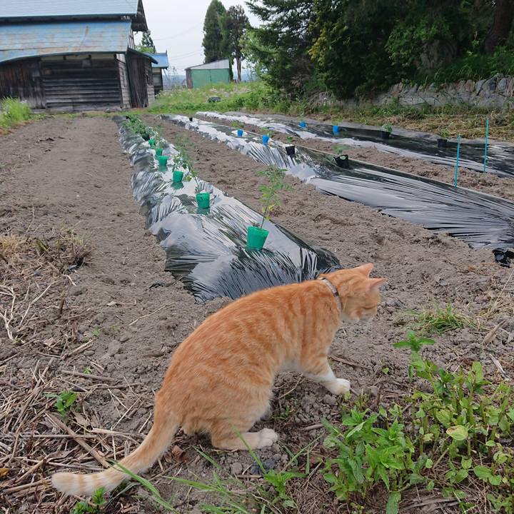 4807d04b df21 4f42 8287 30a6cc6f9742 1590400294603