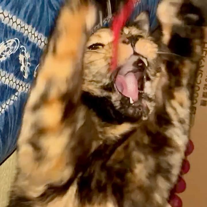 480ad28a d47a 4ce8 87d5 024f0ea8b90a 1759954724133