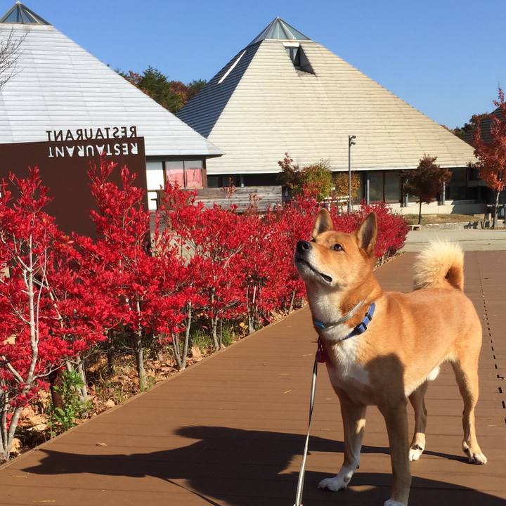 480bada4 c1ac 4537 8455 623cf725d4b7 1509404183707