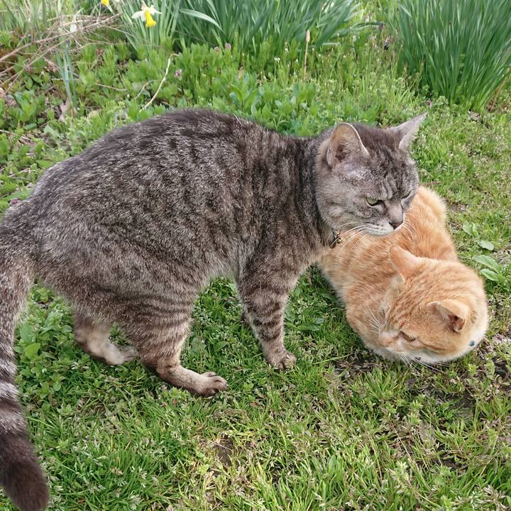 481075e6 74c9 456a 8f4c 90a253325cb0 1556432198982