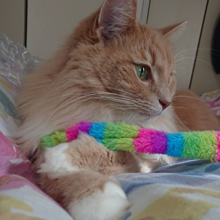 4812cde2 0964 4fe3 8f0b 049468f42ce9 1542421907906